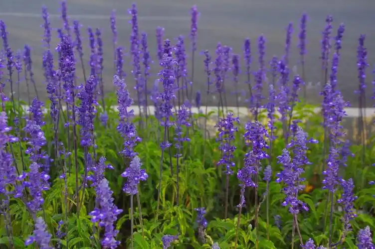 山野寻奇蓝花鼠尾草