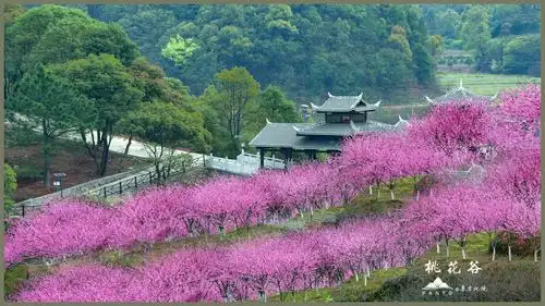 2020年3月观赏桃花