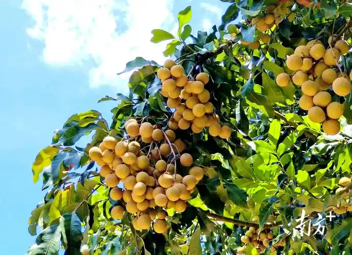 7月,挥别荔枝,开启下一个要火的水果季吧_龙眼_种植园_收购价
