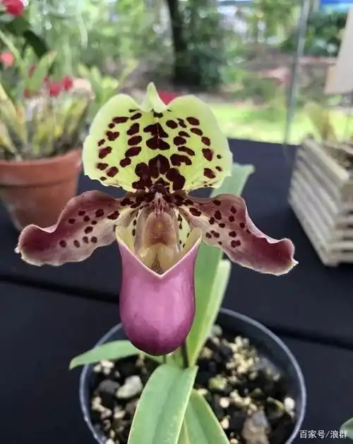 斑斓艳丽的亨利兜兰