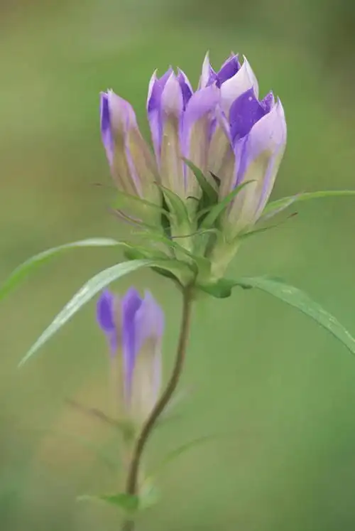 景观,花蕾,花,花瓣,花朵,鲜花,紫色,阳光,自然,花苞,花蕊,景色,龙胆