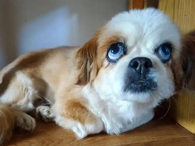 一大早收货纯情原生无辜狗狗眼