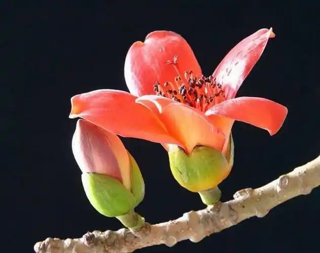 木棉花 花语:珍惜身边的人.