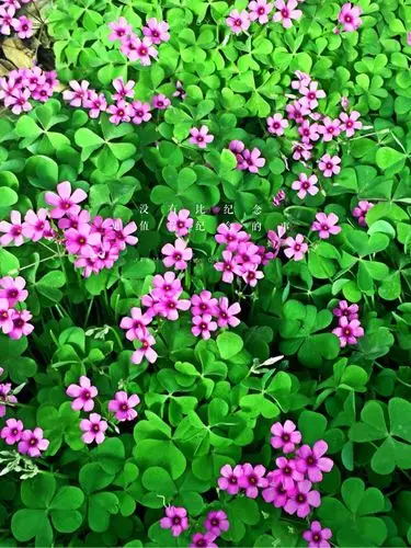 四叶草的美
