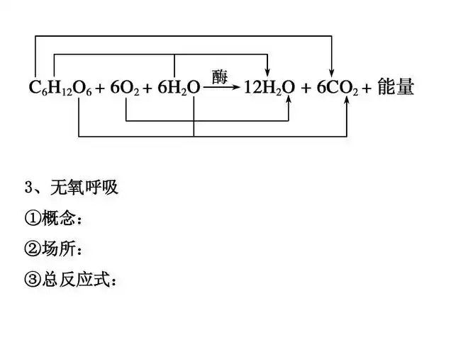 3,无氧呼吸 ①概念: ②场所: ③总反应式