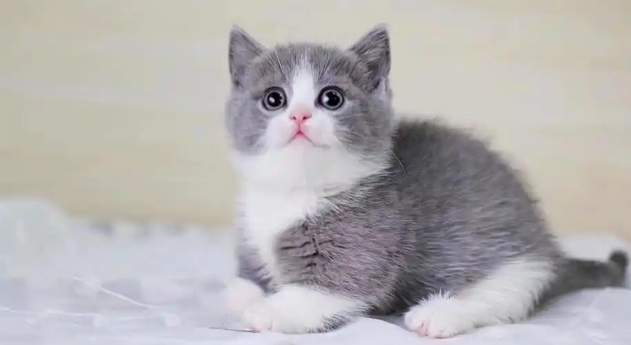 辽宁英国短毛猫价格