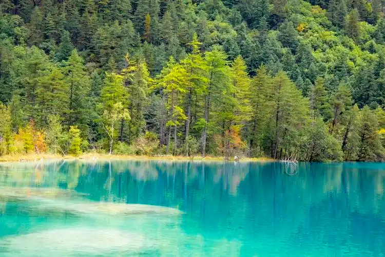 秋天九寨沟犀牛海宁静湖泊翠绿森林自然风景