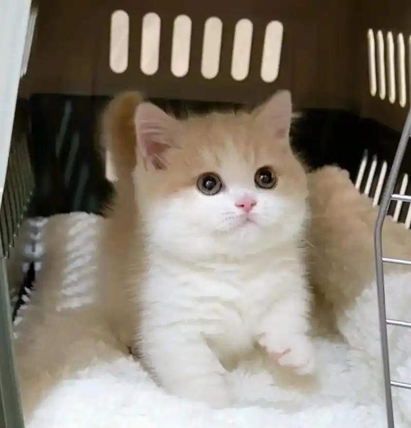 出售.英短乳白短毛猫猫,目前已经两个月多啦,会用猫砂能自己吃 - 抖音