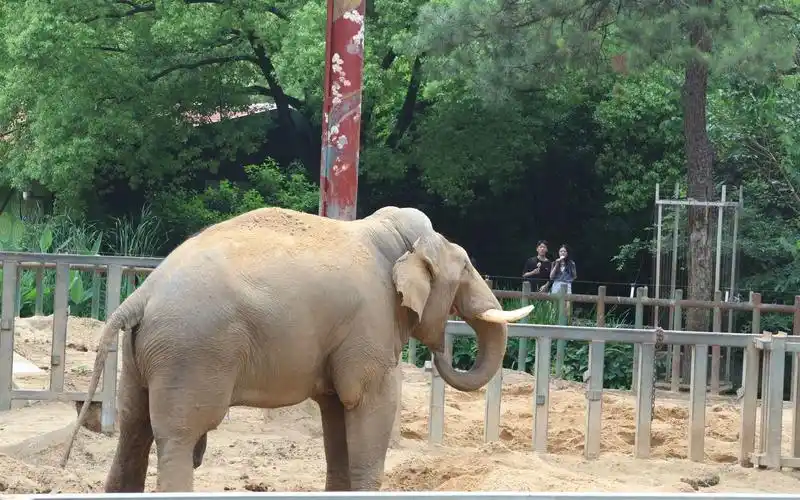 南京红山动物园大象