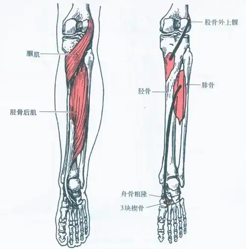 比目鱼肌(soleus)