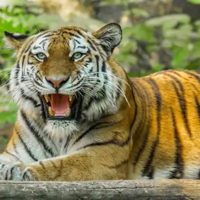 头像|2021年微信老虎头像图片 威武霸气凶猛的老虎 第277期