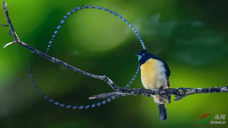 3-萨克森极乐鸟 -074a6220.jpg