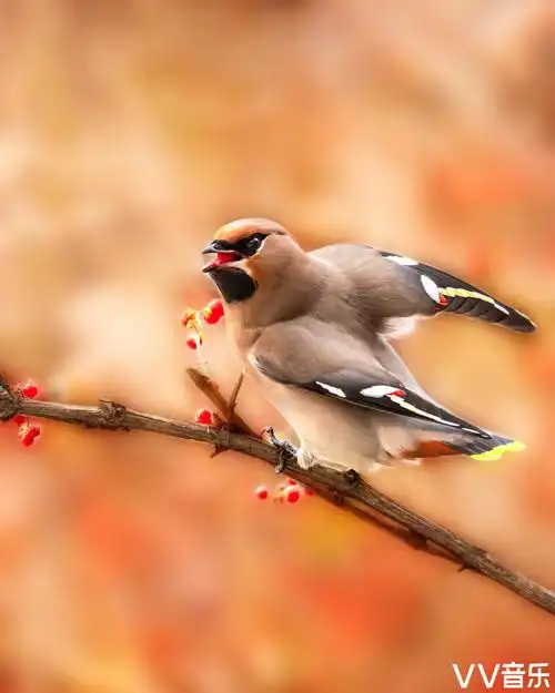 wk39sept2020唯美自然风光花鸟画意精品影展专辑