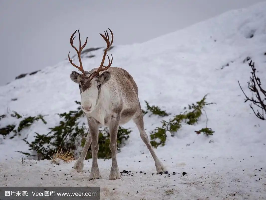 小驯鹿靠近了.可爱的小鹿角动物