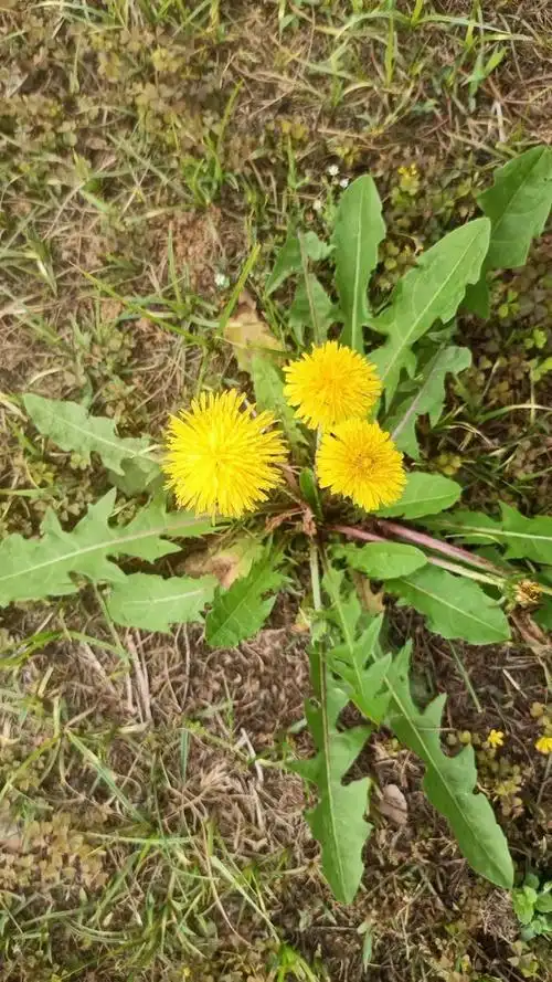 四时常有花,随风飘散而生,蒲公英是我们生活中随处常见的草本植物