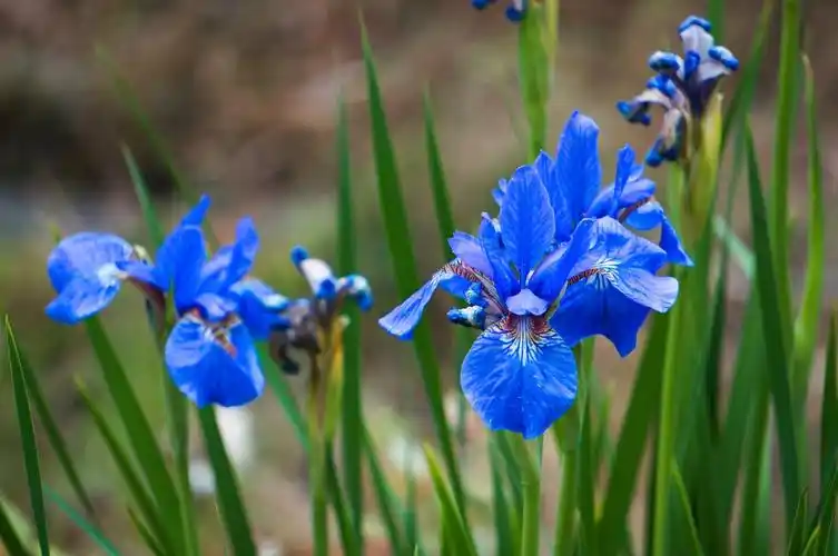 蓝色鸢尾花图片大图