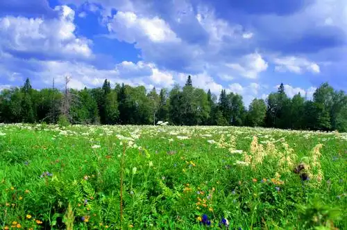 长白山高山花园