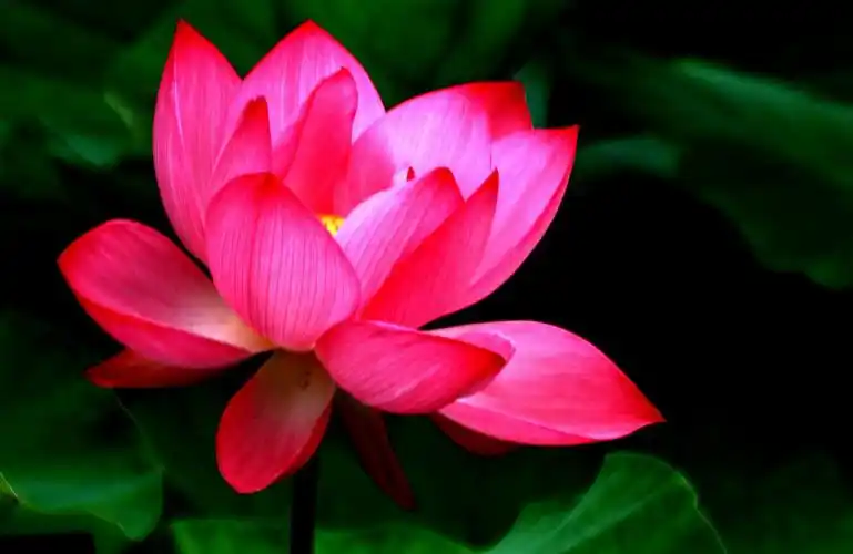 映日荷花别样红!