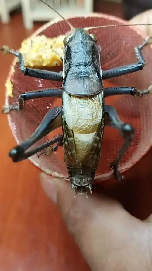 这个蝈蝈的品相太完美了,应该能给儿子买一套房