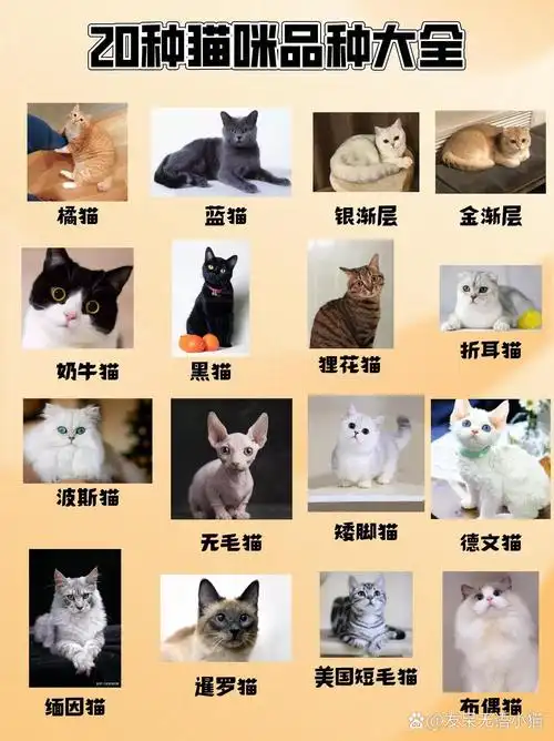 【科普】猫咪种类科普73