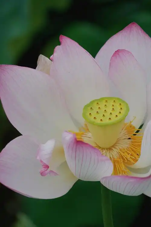 夏日荷花图鉴|摄影作品