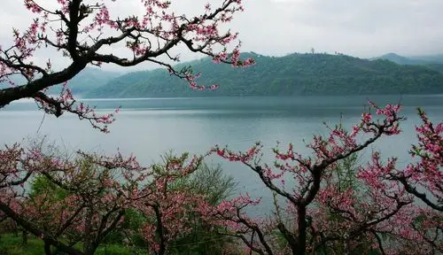 桃花流水杳然去,别有天地非人间――郭家庄小学小荷花班桃花诗词之旅