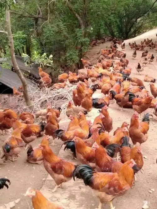 这种鸡,原来这么正!