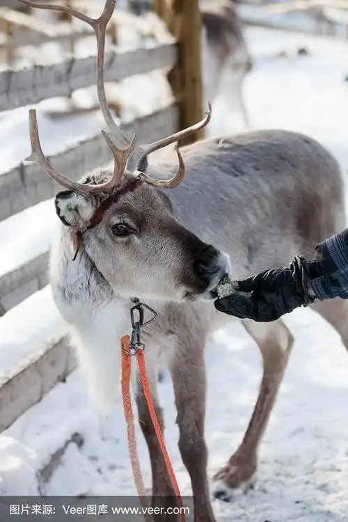 驯鹿