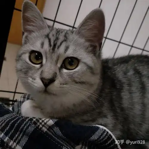 能给我看看英短和美短串的样子嘛