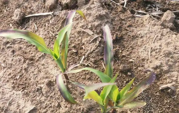 玉米出现紫苗现象该如何处理