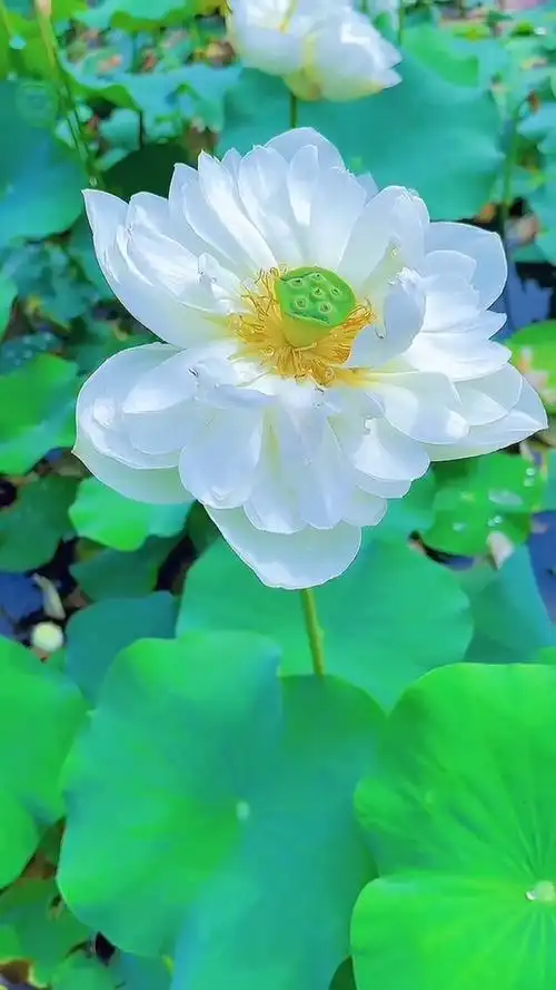 洁白无瑕的白莲花