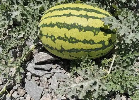 石头瓜什么时候上市宁夏石头瓜成熟时间