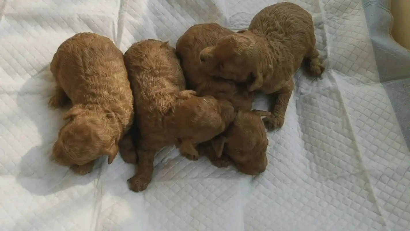 泰迪宝宝出生的第14天,全部睁开了眼睛,胖乎乎的太可爱了!