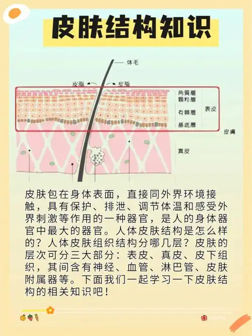 皮肤的结构知识
