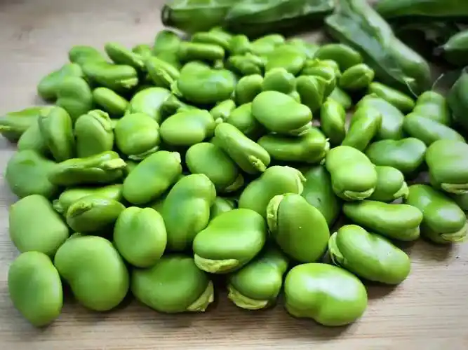 蚕豆_做法_食材