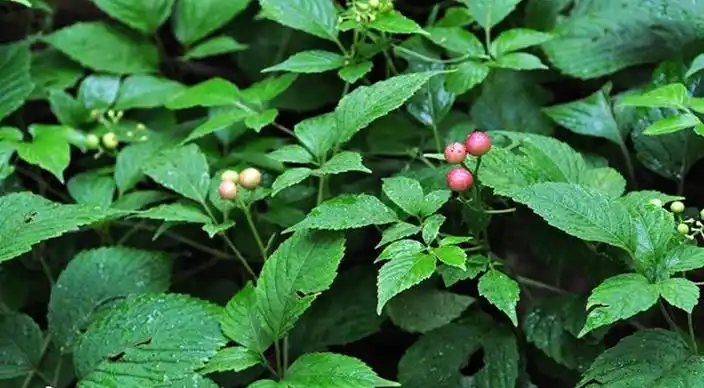 白毛乌蔹莓词条图册_百度百科