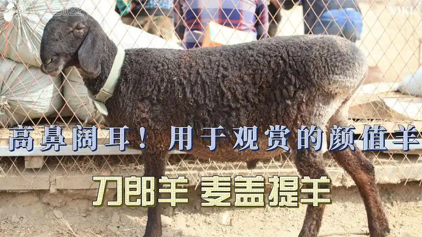 高鼻阔耳,用于观赏的颜值羊:刀郎羊 麦盖提羊-动物视频-搜狐视频