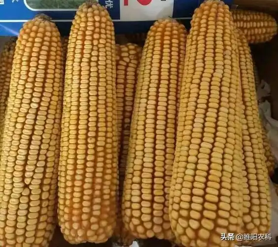 超大棒矮杆玉米新品种棒长可达25厘米穗行数可达24行