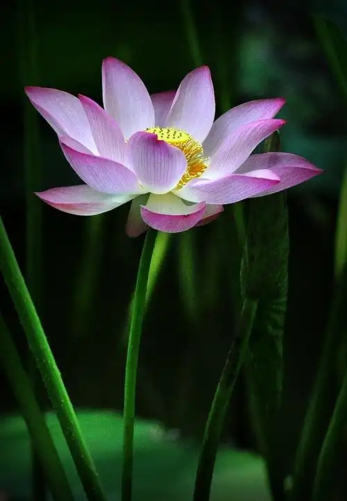 出淤泥而不染的荷花才是最漂亮好看的