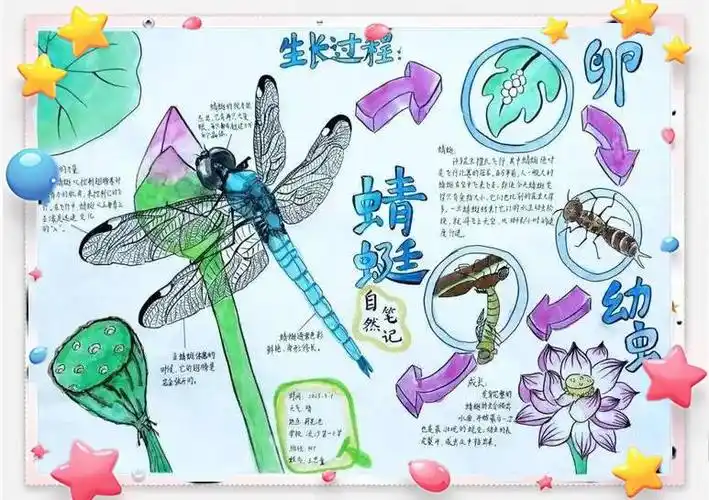 🌿蜻蜓成长全记录:自然观察小报🌿