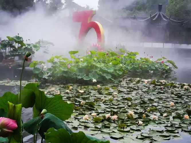 美丽荷花(摄自第七届杭州西湖荷花节)