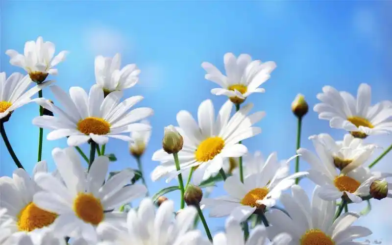 清新淡雅唯美花卉壁纸_漂亮好看的花卉_风景壁纸_