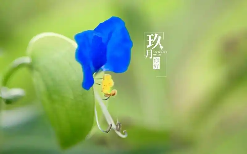 全新的9月你好带字文案,高清图片,电脑桌面-壁纸族