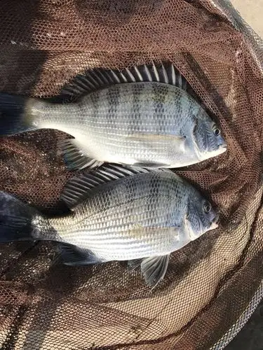 有喜欢钓鱼的朋友一起约吧.