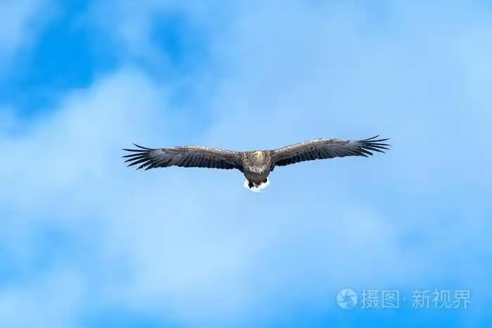 飞行中的白尾鹰日本北海道蓝天上的飞鹰日出时鹰的剪影雄伟的海鹰墙纸