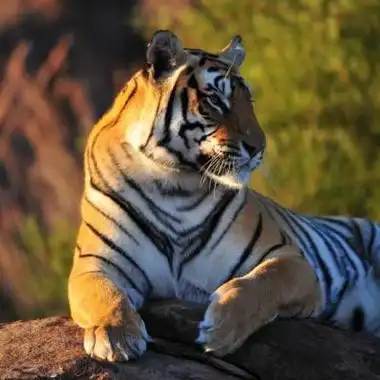 威猛的老虎美图头像