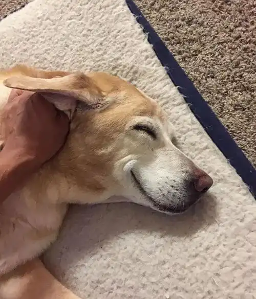 精选一组动物微笑图,动物的笑也极有魅力