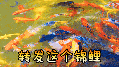 锦鲤,本是一种高档观赏鱼.