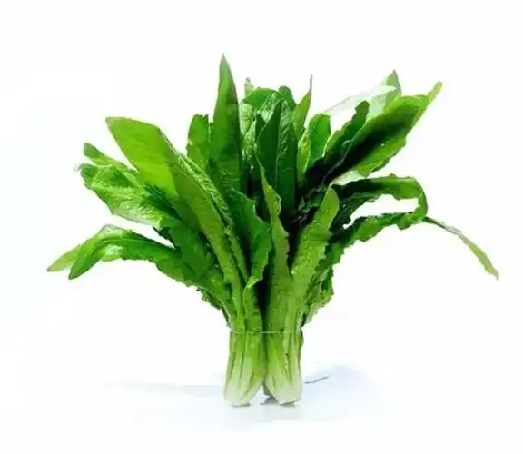 营养最佳的十种绿叶蔬菜(之一)