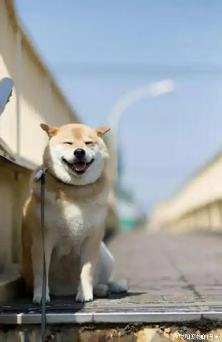 7岁的柴犬maru酱微笑表情可爱狗狗高清搞笑图片合集